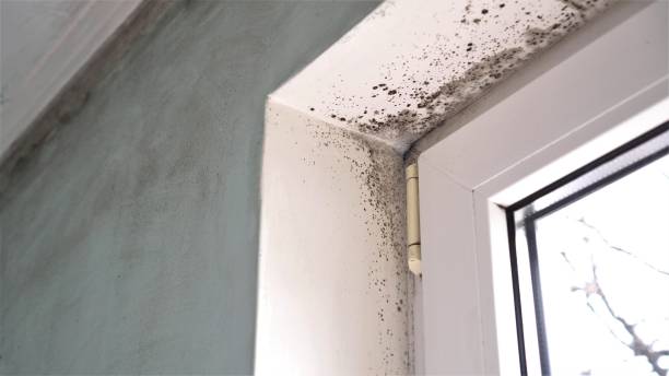 Best Local Mold Removal Service  in Franklin Square, NY