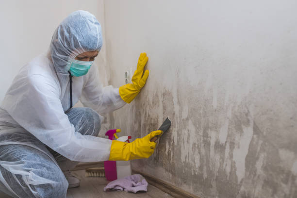Mold Removal and Inspection in Franklin Square, NY