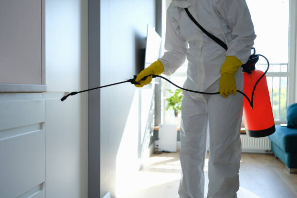 Best Attic Mold Removal  in Franklin Square, NY