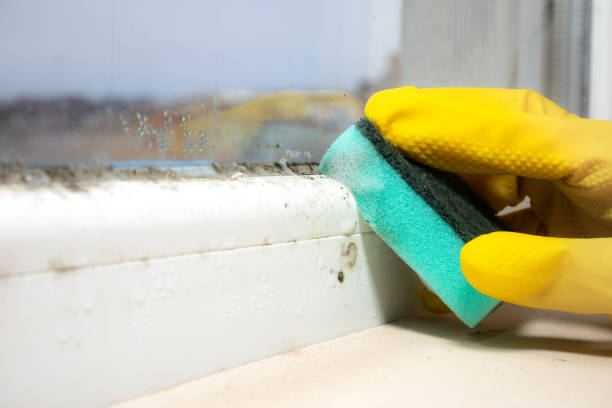 Best Toxic Mold Removal  in Franklin Square, NY
