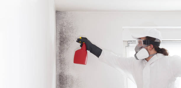 Best Commercial Mold Removal  in Franklin Square, NY