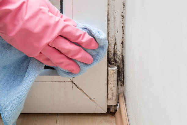 Reliable Franklin Square, NY Mold Removal Solutions