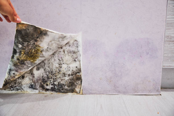 Home Mold Removal in Franklin Square, NY